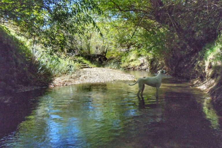 Dog in the River Bethel Lodge